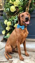 Load image into Gallery viewer, Koa's Ruff Life, Koa in the blue aloha honu large bow tie for dogs and matching collar. Bring the spirit of Hawaii to your town!