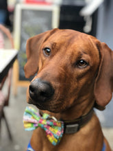 Load image into Gallery viewer, Koa's Ruff Life, Koa in a large periodic table. Customize your bow tie.