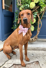 Load image into Gallery viewer, Koa's Ruff Life, Koa in the watermelon bow tie for dogs. Perfect for the summer.