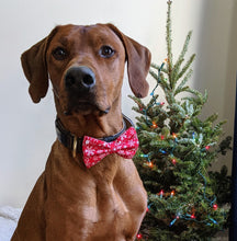 Load image into Gallery viewer, Koa's Ruff Life, Koa in a large red snowflake bow tie for dogs