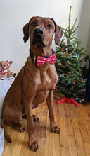 Load image into Gallery viewer, Koa's Ruff Life, Koa in a large red snowflake bow tie for dogs