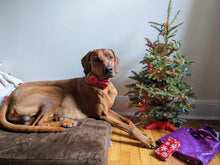Load image into Gallery viewer, Koa's Ruff Life, Koa in a large red snowflake bow tie for dogs