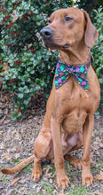 Load image into Gallery viewer, Koa's Ruff Life, Koa in a large Mardi Gras argyle bow tie