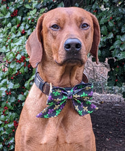 Load image into Gallery viewer, Koa's Ruff Life, Koa in a large Mardi Gras Fleur De Lis Sailor Bow
