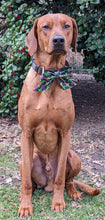 Load image into Gallery viewer, Koa's Ruff Life, Koa in a large Mardi Gras Fleur De Lis Sailor Bow