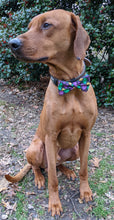 Load image into Gallery viewer, Koa's Ruff Life, Koa in a large Mardi Gras argyle bow tie