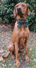 Load image into Gallery viewer, Koa's Ruff Life, Koa in a large black Mardi Gras Masquerade Sailor bow