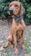 Load image into Gallery viewer, Koa's Ruff Life, Koa in a large the Mardi Gras Fleu de Lis Bow Tie
