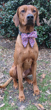 Load image into Gallery viewer, Koa's Ruff Life, Koa in a large heart breaker pink sailor bow