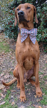 Load image into Gallery viewer, Koa's Ruff Life, Koa in a large Daddy's girl sailor bow
