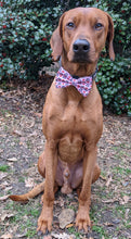 Load image into Gallery viewer, Koa's Ruff Life, Koa in a large heart breaker pink bow tie