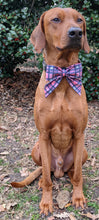 Load image into Gallery viewer, Koa's Ruff Life, Koa in a large pink/blue plaid sailor bow