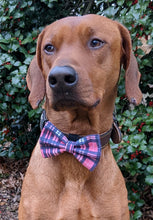 Load image into Gallery viewer, Koa's Ruff Life, Koa in a large pink/blue plaid bow tie