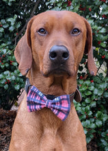 Load image into Gallery viewer, Koa's Ruff Life, Koa in a large pink/blue plaid bow tie