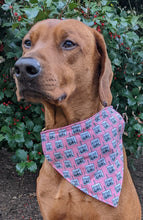 Load image into Gallery viewer, Koa's Ruff Life, Koa in a large pink birthday girl bandana
