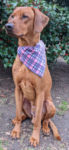 Load image into Gallery viewer, Koa's Ruff Life, Koa in a large pink/blue plaid bandanaKoa's Ruff Life, Koa in a large pink/blue plaid bandana