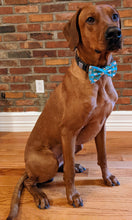 Load image into Gallery viewer, Koa's Ruff Life, Koa in a large Taco Tuesday bow tie, the perfect accessory for Cinco de Mayo