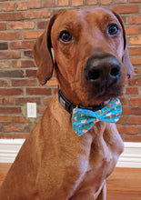 Load image into Gallery viewer, Koa's Ruff Life, Koa in a large Taco Tuesday bow tie, the perfect accessory for Cinco de Mayo