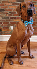 Load image into Gallery viewer, Koa's Ruff Life, Koa in a large Taco Tuesday bow tie, the perfect accessory for Cinco de Mayo