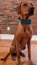 Load image into Gallery viewer, Koa's Ruff Life, Koa in a large St Patrick's Day Lucky bow tie