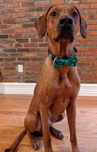 Load image into Gallery viewer, Koa's Ruff Life, Koa in a large luck of the Irish bow tie