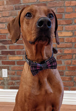 Load image into Gallery viewer, Koa's Ruff Life, Koa in a large purple plaid bow tie