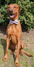 Load image into Gallery viewer, Koa's Ruff Life, Koa in a large easter cupcake bow tie