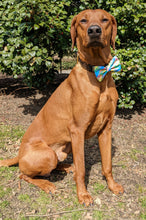 Load image into Gallery viewer, Koa's Ruff Life, Koa in a large spring plaid bow tie