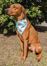 Load image into Gallery viewer, Koa in a large bunny carrot racer bandana
