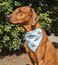 Load image into Gallery viewer, Koa in a large bunny carrot racer bandana