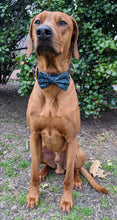 Load image into Gallery viewer, Koa's Ruff Life, Koa in a large Hawaiian blue/black bow tie for dogs.