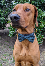 Load image into Gallery viewer, Koa's Ruff Life, Koa in a large Hawaiian blue/black bow tie for dogs.