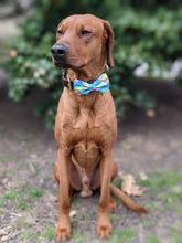 Load image into Gallery viewer, Koa's Ruff Life, Koa in a large spring plaid bow tie