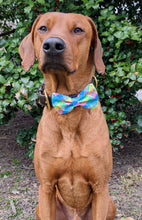 Load image into Gallery viewer, Koa's Ruff Life, Koa in a large spring plaid bow tie