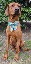 Load image into Gallery viewer, Koa's Ruff Life, Koa in a large spring plaid sailor bow