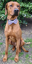 Load image into Gallery viewer, Koa's Ruff Life, Koa in a large easter cupcake bow tie