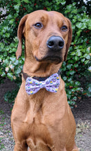 Load image into Gallery viewer, Koa's Ruff Life, Koa in a large easter cupcake bow tie