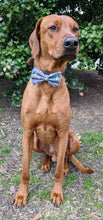 Load image into Gallery viewer, Koa's Ruff Life, Koa in a large Easter gnome bow tie