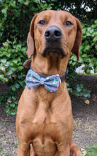 Load image into Gallery viewer, Koa's Ruff Life, Koa in a large Easter gnome bow tie