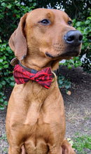 Load image into Gallery viewer, Koa's Ruff Life, Koa in a large Hawaiian red/black bow tie for dogs.