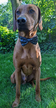 Load image into Gallery viewer, Koa's Ruff Life, Koa in a large swimming with sharks pattern 1 bow tie