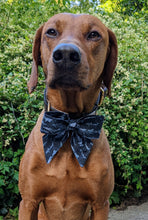 Load image into Gallery viewer, Koa's Ruff Life, Koa in a large navy blue swimming with sharks sailor bow.