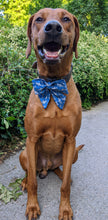 Load image into Gallery viewer, Koa's Ruff Life, Koa in a large blue shark sailor bow.