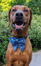 Load image into Gallery viewer, Koa's Ruff Life, Koa in a large blue shark sailor bow.