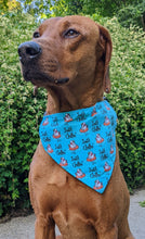 Load image into Gallery viewer, Koa's Ruff Life, Koa in a large blue just chillin' shark bandana.