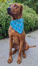 Load image into Gallery viewer, Koa's Ruff Life, Koa in a large blue just chillin' shark bandana.