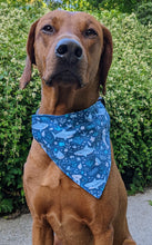 Load image into Gallery viewer, Koa's Ruff Life, Koa in a large blue happy sharks bandana.