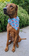 Load image into Gallery viewer, Koa's Ruff Life, Koa in a large blue "a little crabby" bandana