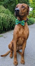 Load image into Gallery viewer, Koa's Ruff Life, Koa in a large tennis heart bow tie.