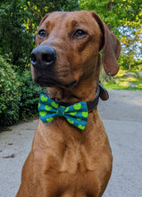 Load image into Gallery viewer, Koa's Ruff Life, Koa in a large tennis heart bow tie.